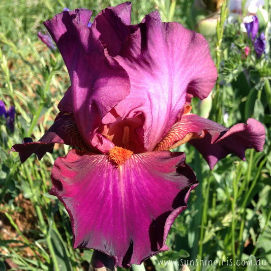 Ruby Rover - Tall Bearded Iris