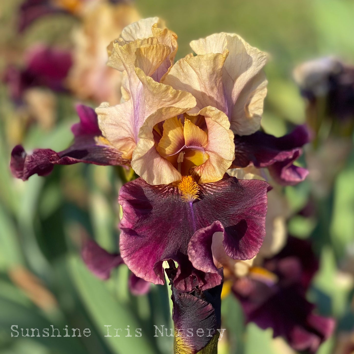 Rustic Royalty - Tall Bearded Iris