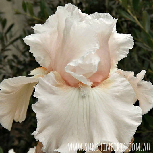 Society Page - Tall Bearded Iris
