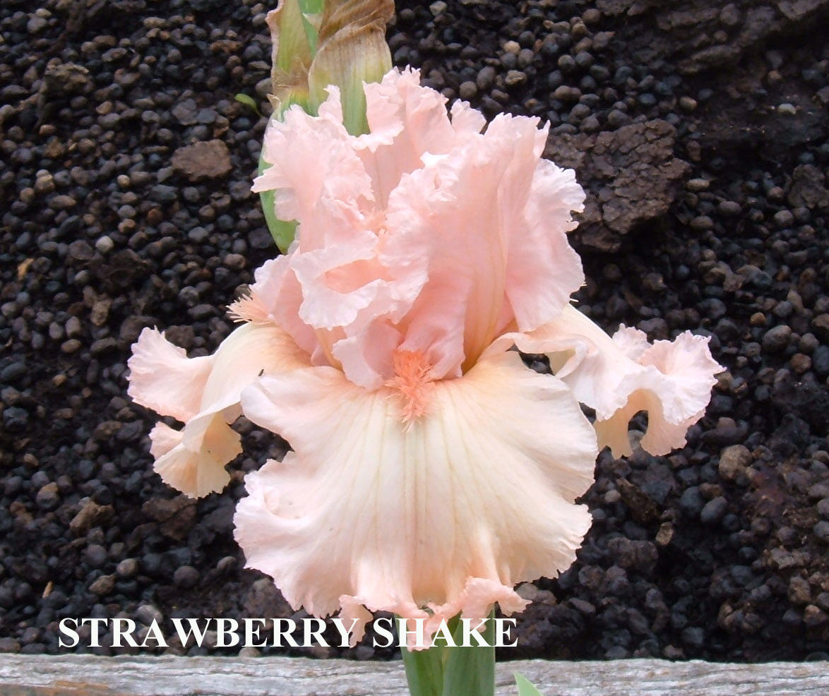 Strawberry  Shake - Tall Bearded Iris