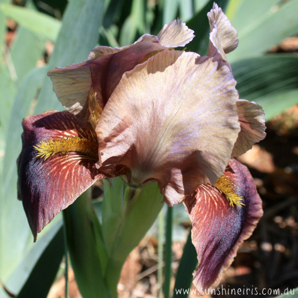 Sajetta - Median Bearded Iris
