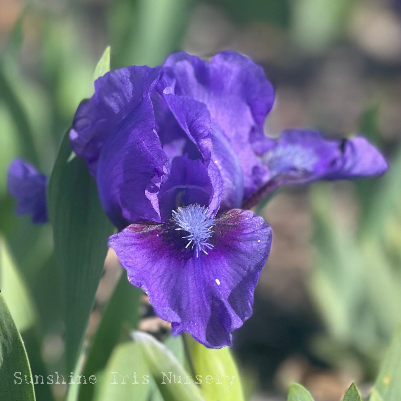 Sapphire Blue - Dwarf Bearded Iris