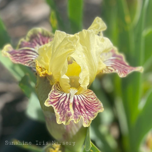 Sass With Class - Dwarf Bearded Iris