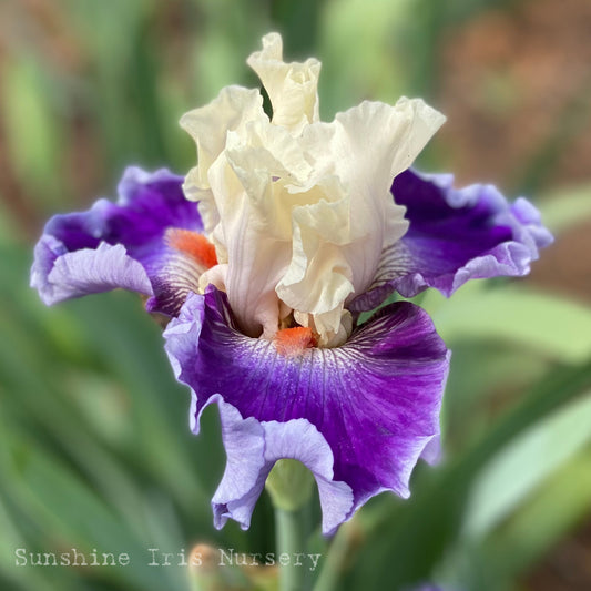 Sassy Sister - Tall Bearded Iris