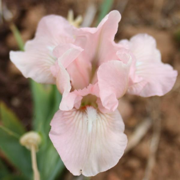 Sauvette - Dwarf Bearded Iris