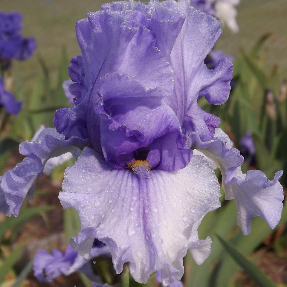 Second Option - Tall Bearded Iris