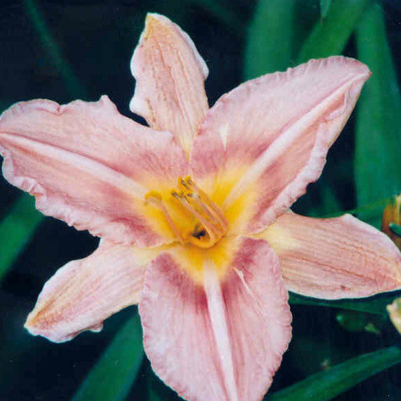 Secret Garden - Large Daylily