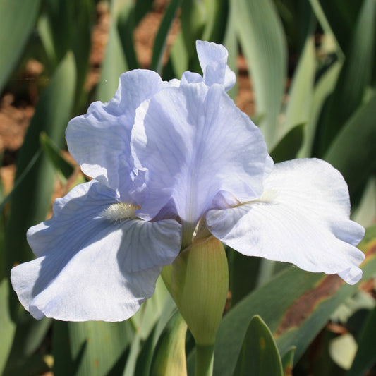 Silent Strings - Median Bearded Iris