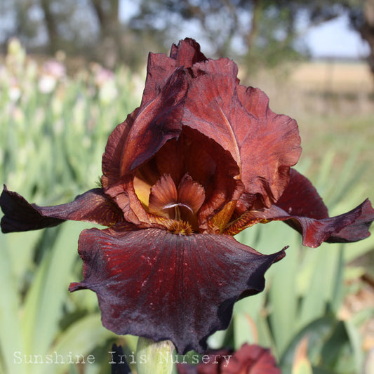 Sinister - Tall Bearded Iris
