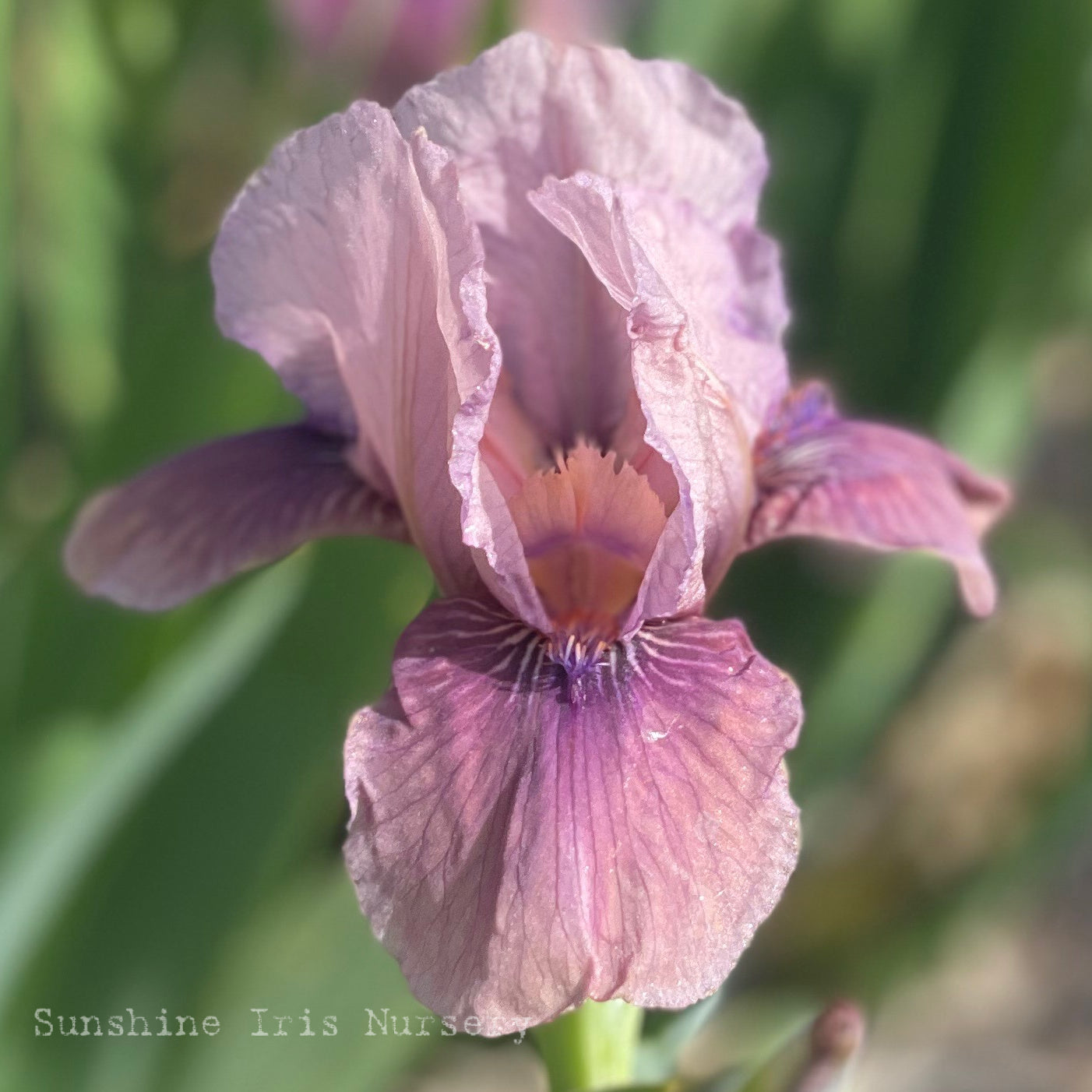 Smoky Imp - Dwarf Bearded Iris