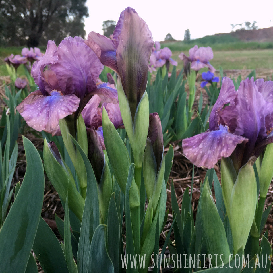 Smoky Pieces - Dwarf Bearded Iris