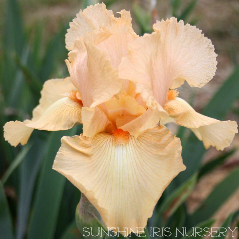 Sneak Preview - Tall Bearded Iris