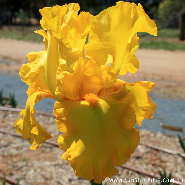 SOLANO Iris Flowers Iris Bulbs Sunshine Iris Nursery