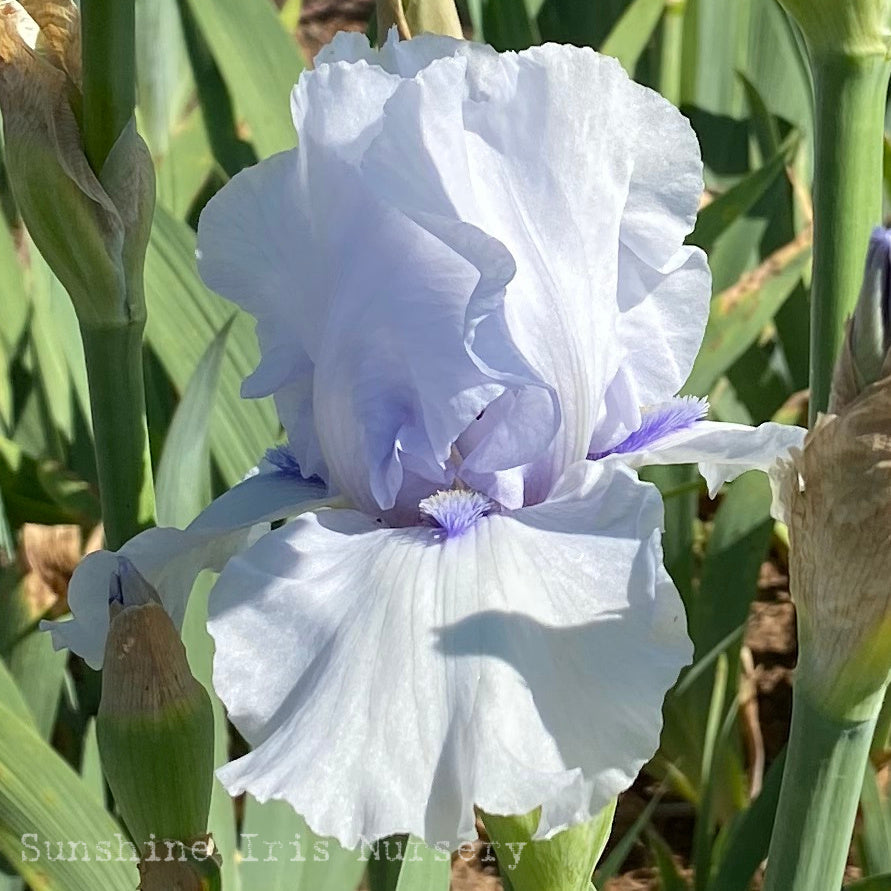 Song Of Norway - Tall Bearded Iris