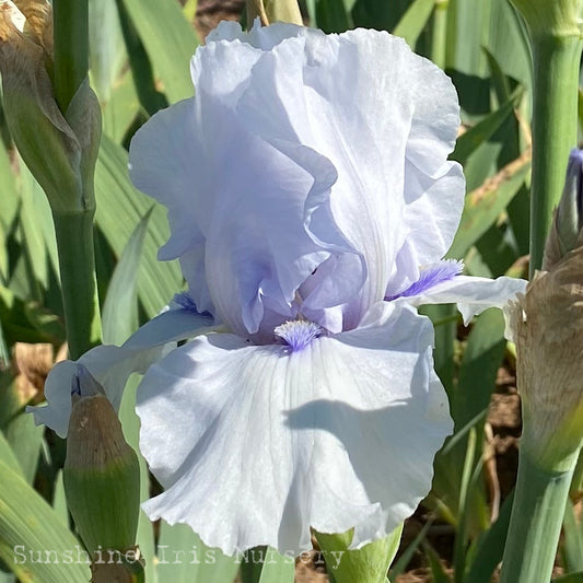 Song Of Norway - Tall Bearded Iris