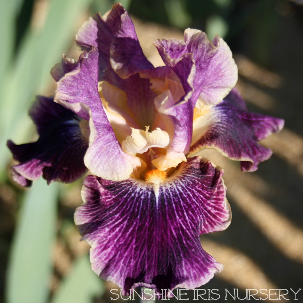Spirit World - Tall Bearded Iris