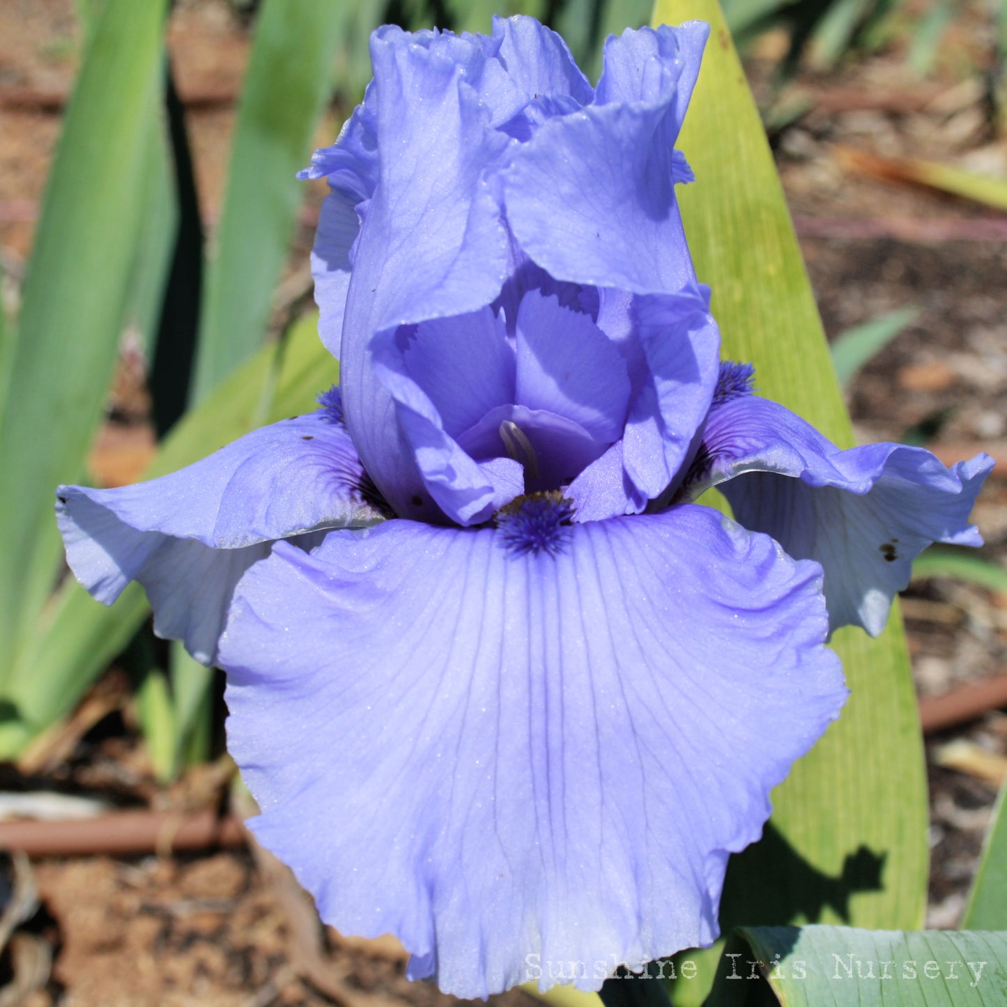 Spirit of Bombala - Tall Bearded Iris