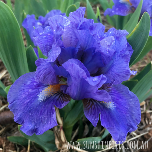 Star Date - Dwarf Bearded Iris
