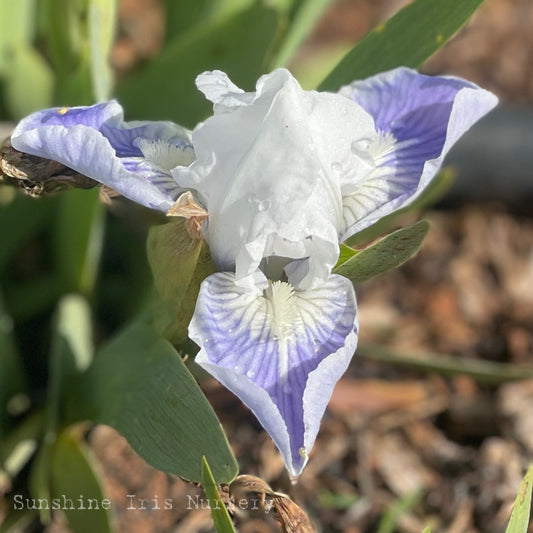 Starry Eyed - Dwarf Bearded Iris