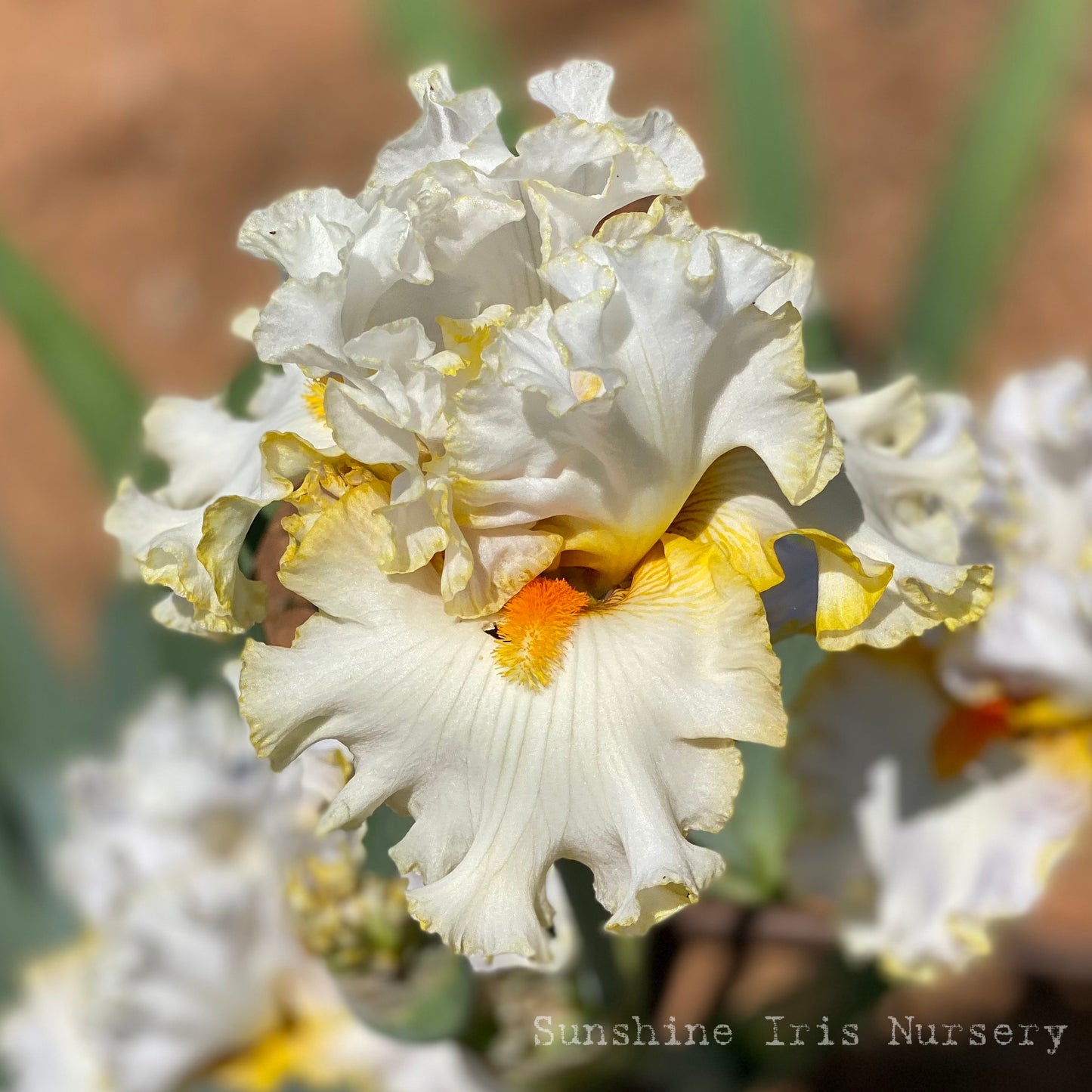 Tall Iris Special - 10 Unlabelled tall bearded irises