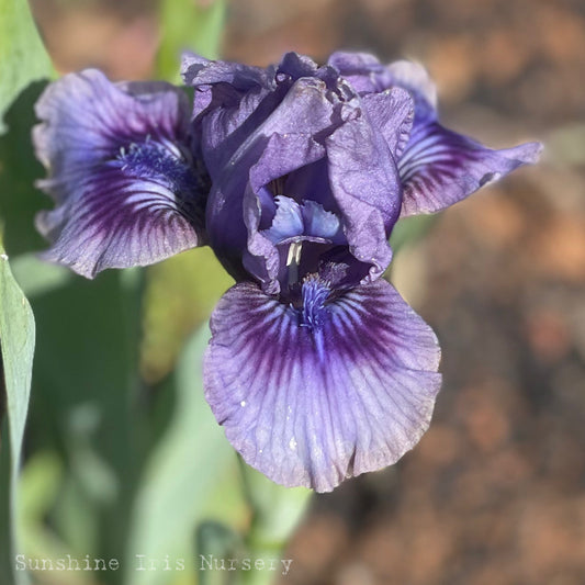 Storm Song - Dwarf Bearded Iris