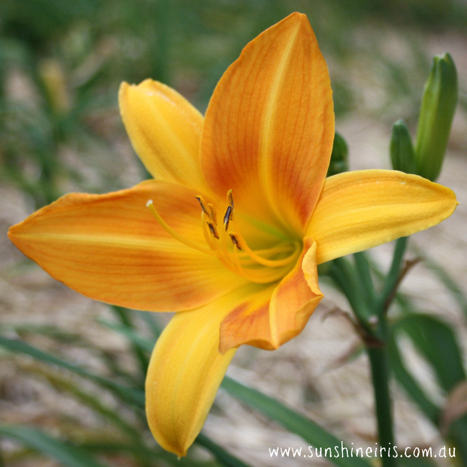 Sugar And Spice - Large Daylily