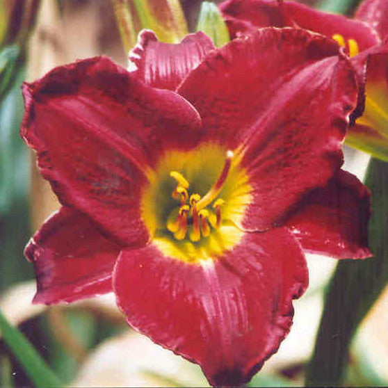 Sultans Warrior - Large Daylily
