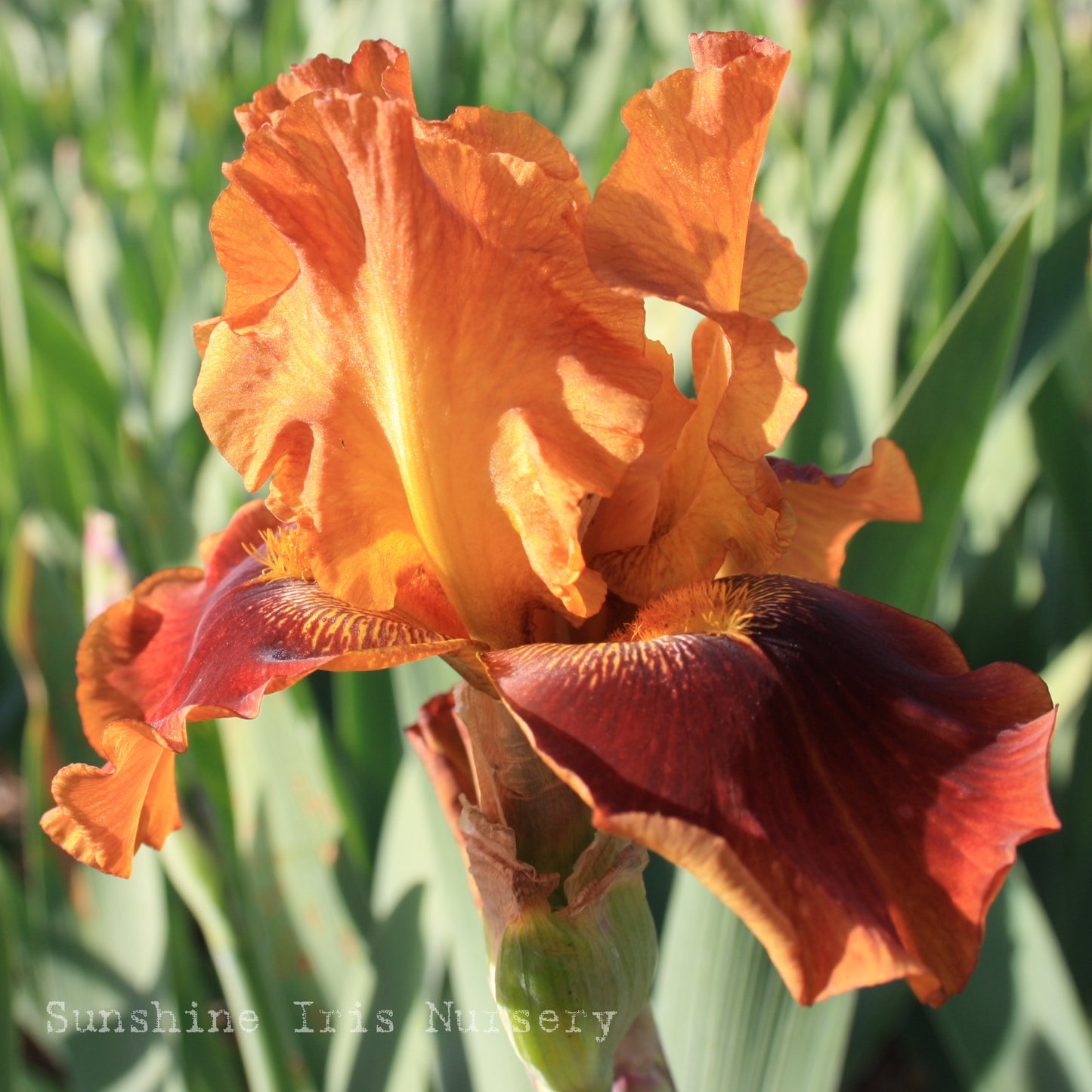 Swain - Tall Bearded Iris