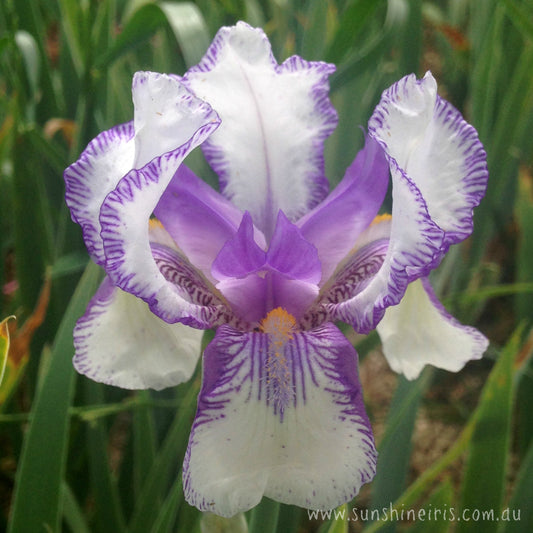 Swerti - Tall Bearded Iris