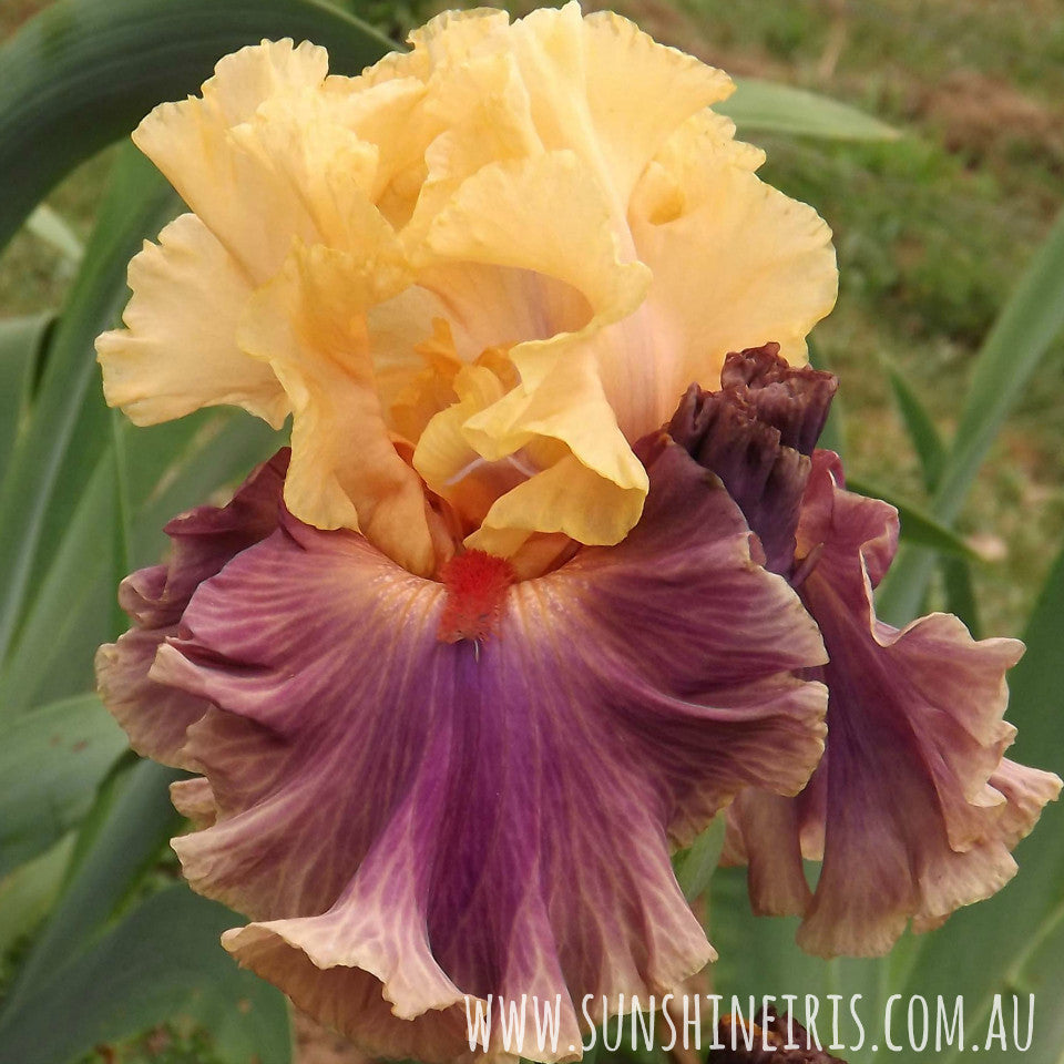 Taffeta Tantrum - Tall Bearded Iris