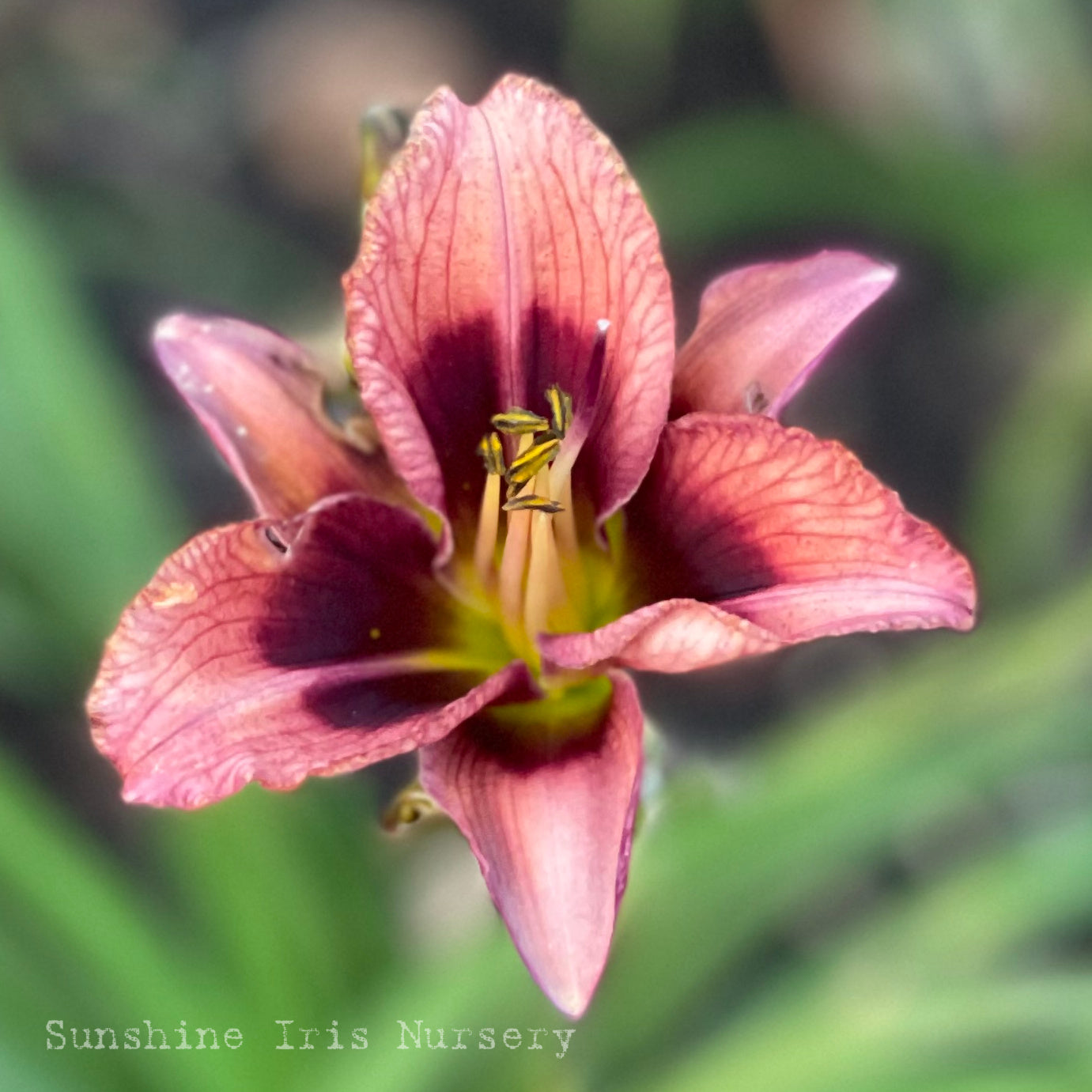 Tapestry of Dreams - Single Daylily