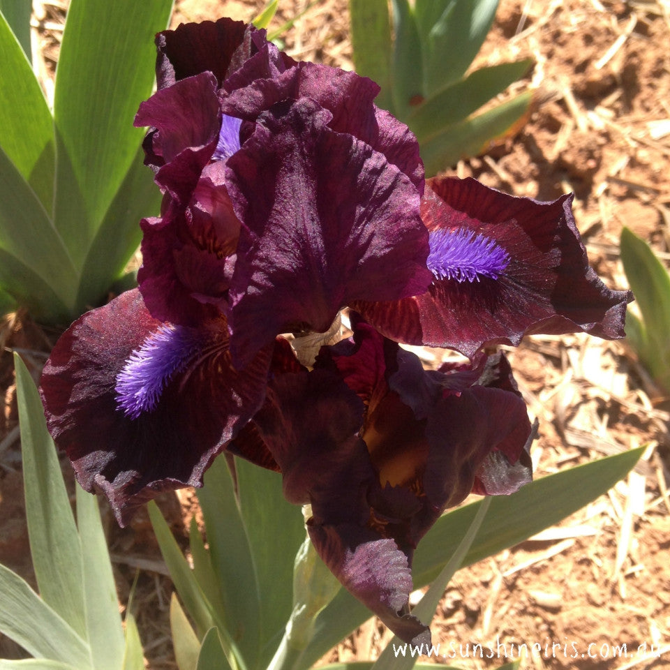 Tarheel Elf - Dwarf Bearded Iris