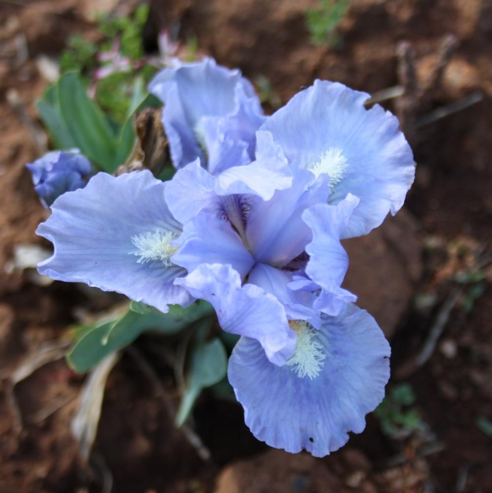 Tasman Sea - Dwarf Bearded Iris