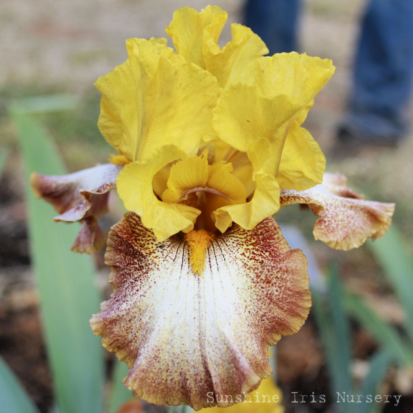 Test Pattern - Tall Bearded Iris