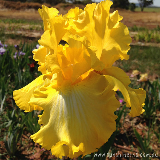 Thats All Folks  - Tall Bearded Iris