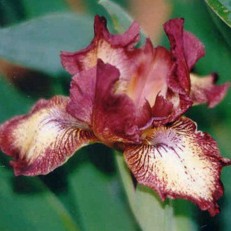 Toy Clown - Dwarf Bearded Iris