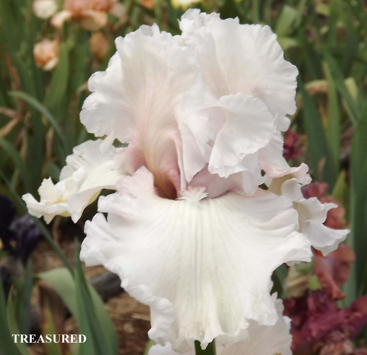Treasured - Tall Bearded Iris