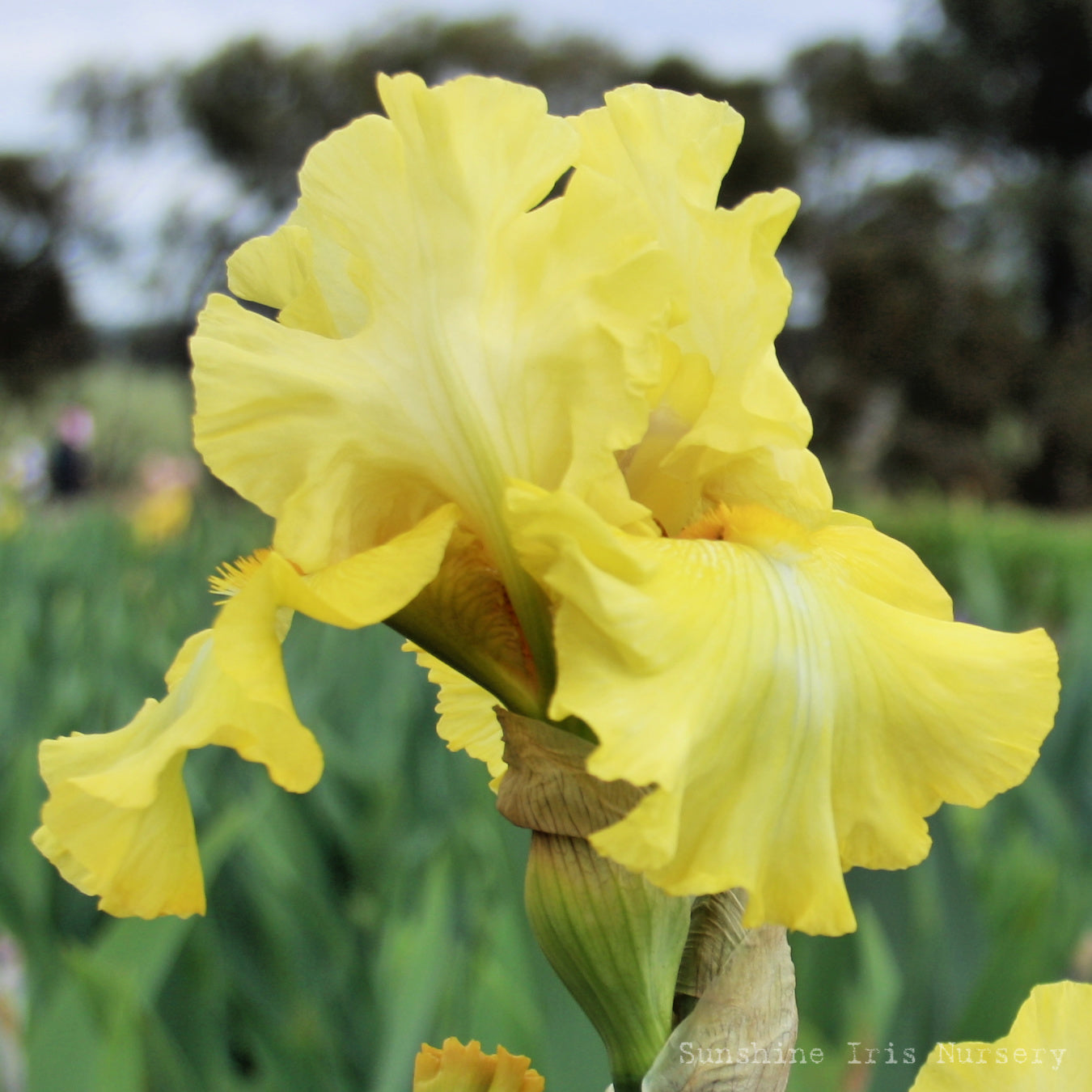 Trumpet Call - Tall Bearded Iris