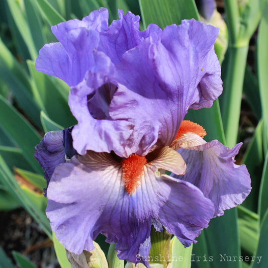 Twilight Blaze - Tall Bearded Iris