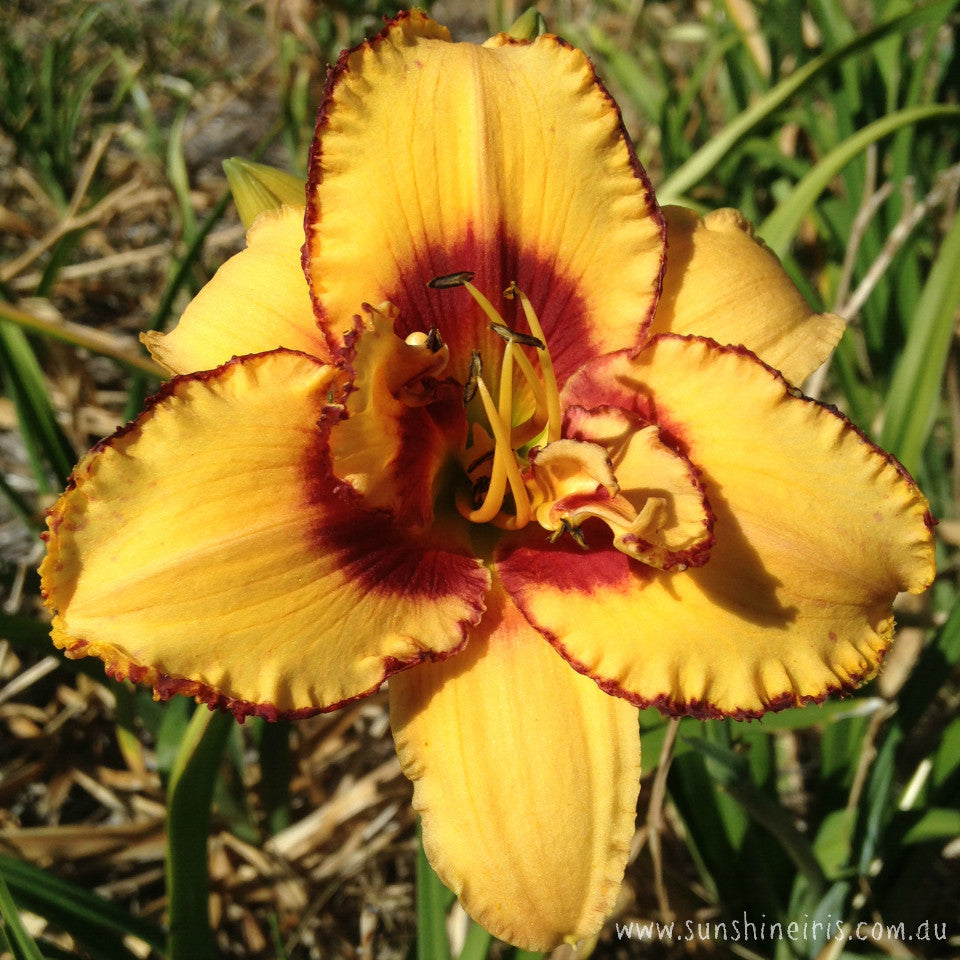 Two Part Harmony - Double Daylily