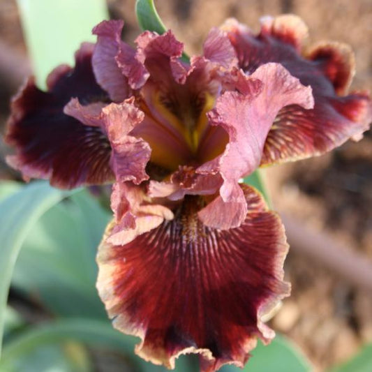 Uptown Fashion - Median Bearded Iris