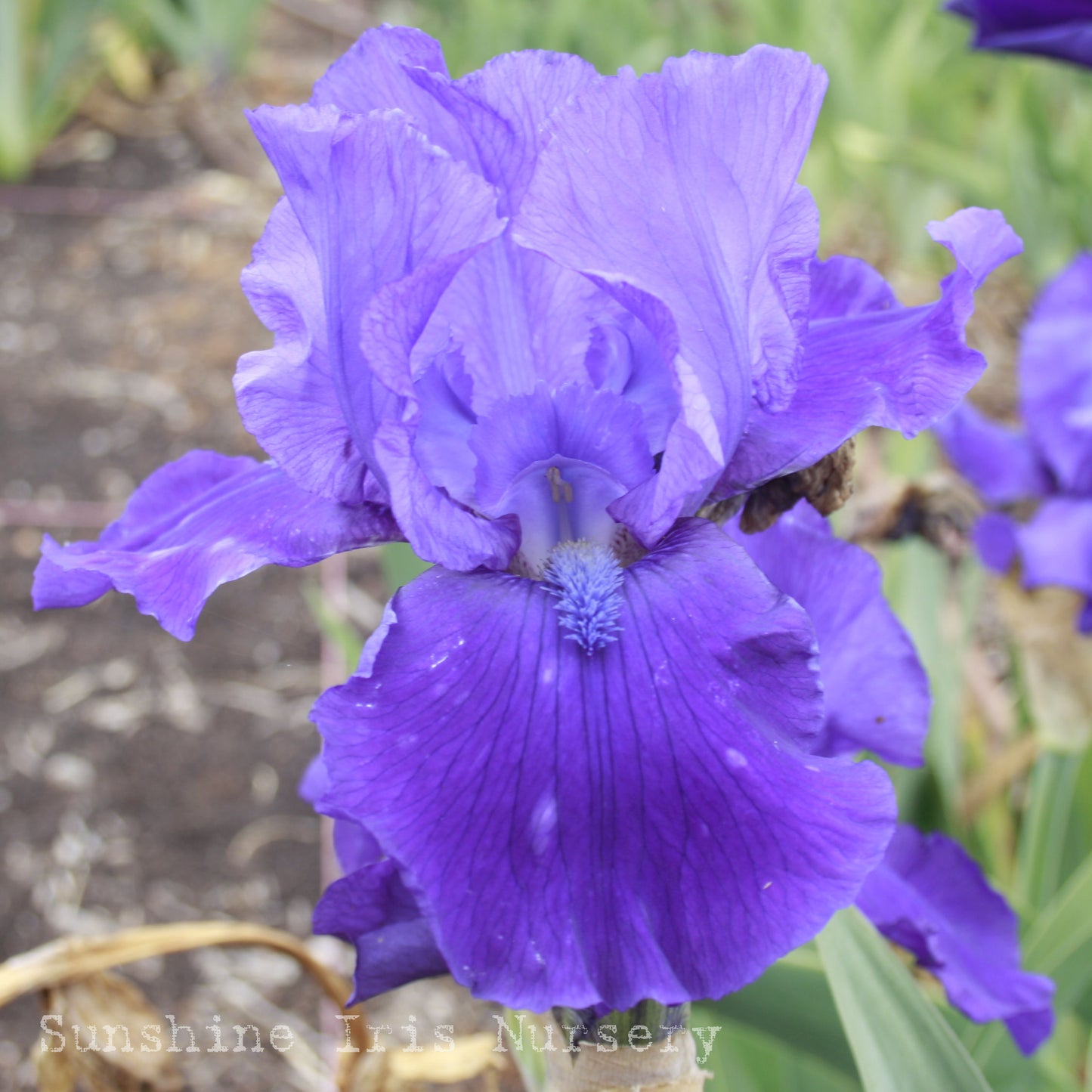 Velvet Vista - Tall Bearded Iris