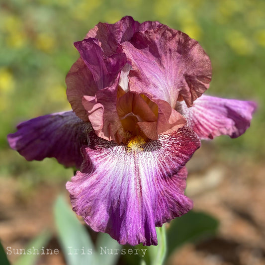 Vibrations - Tall Bearded Iris