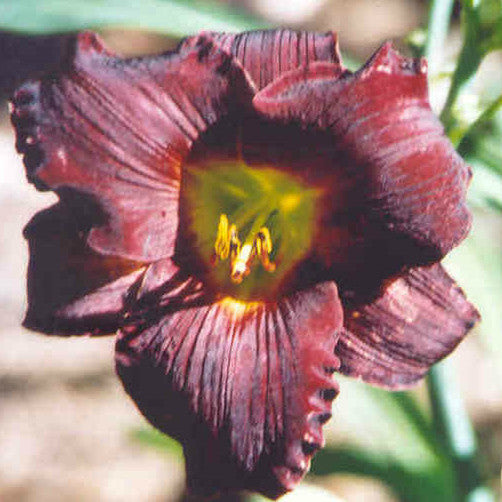 Vintage Bordeaux - Large Daylily