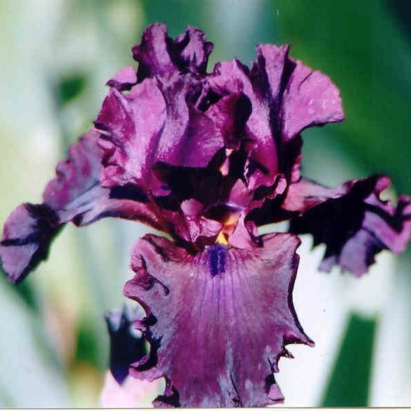 Vintner - Tall Bearded Iris
