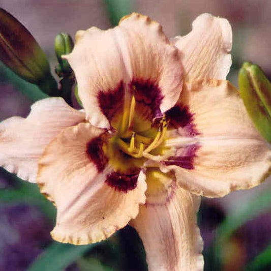 Visual Intrigue - Large Daylily