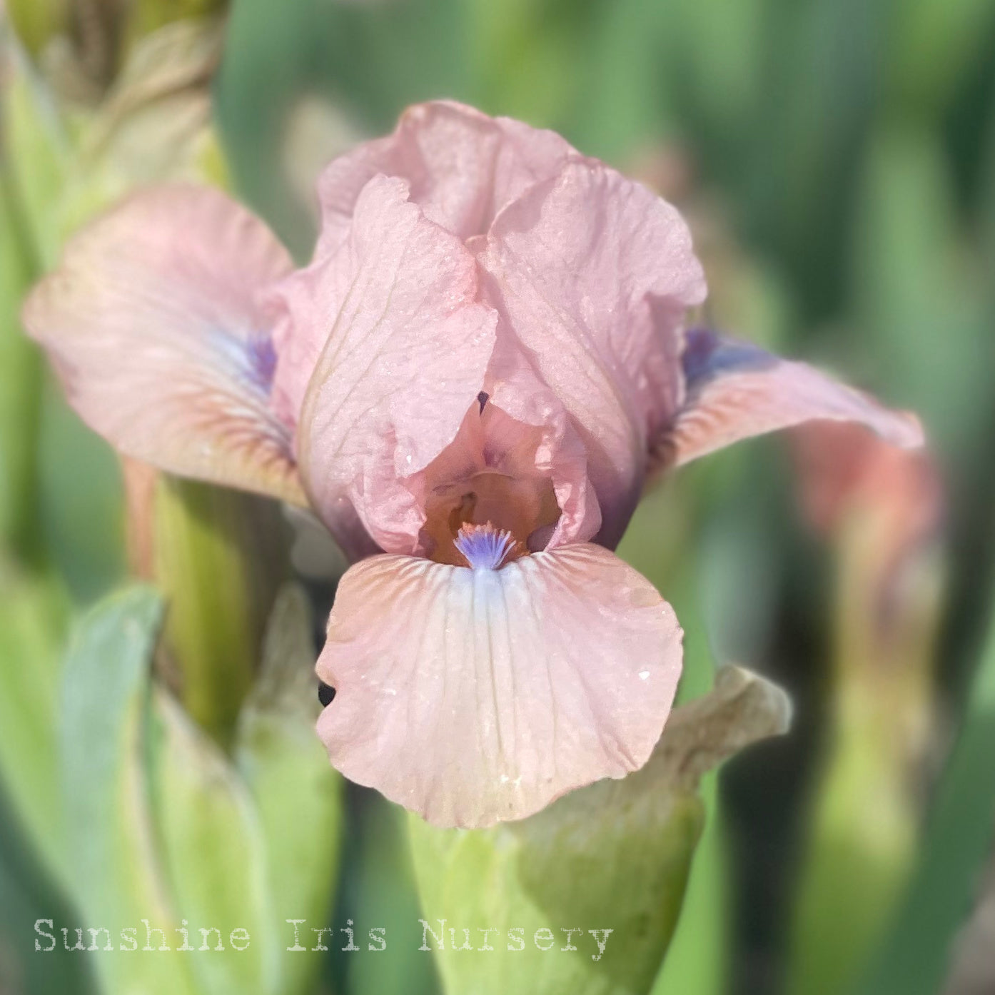 Volts - Dwarf Bearded Iris