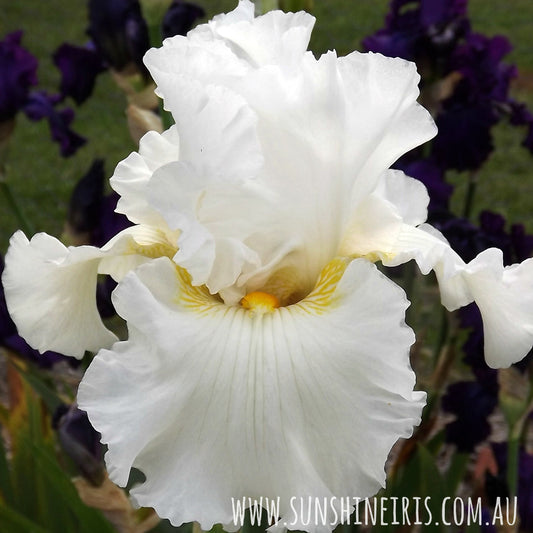 White Pool - Tall Bearded Iris