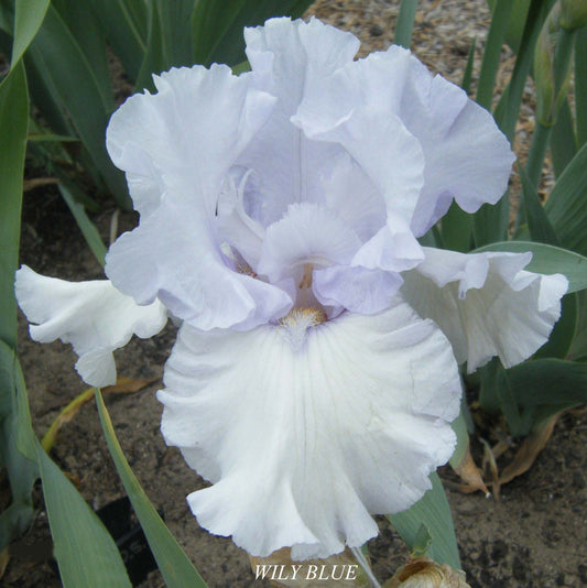 Wily Blue - Median Bearded Iris