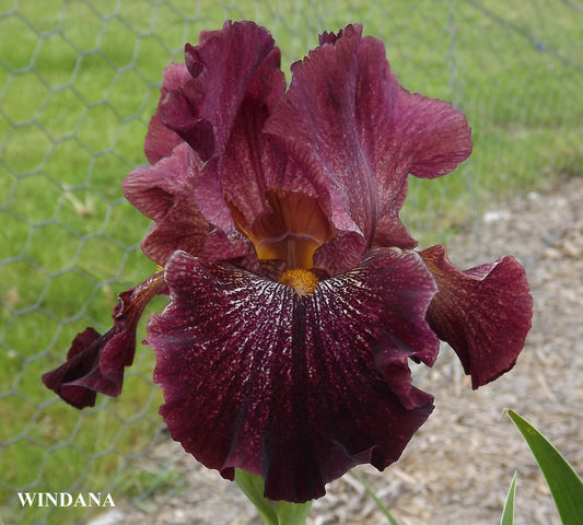 Windana - Tall Bearded Iris